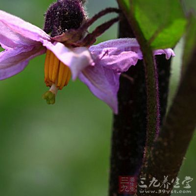 紫茄花避孕