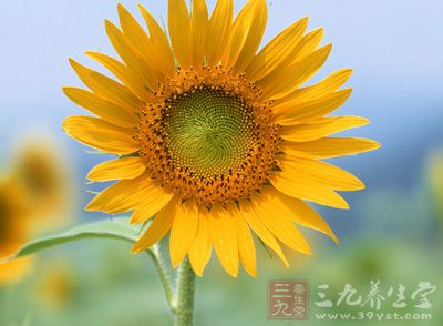 向日葵花粉 向日葵花粉