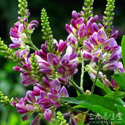 白细胞减少症中医治疗方剂-三九养生堂养生百