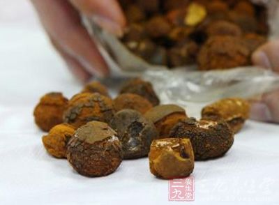 洞角科动物牛胆囊中的结石(少数为胆管,肝管的结石). 丑宝,天然牛黄.