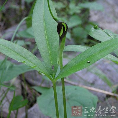 本草半夏10克