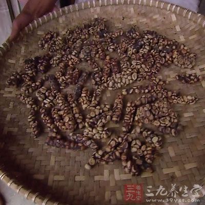 經(jīng)過麝香貓腸胃發(fā)酵的咖啡豆