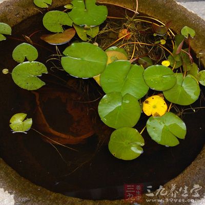 浮萍又名浮萍草、水苏，为浮萍科植物紫背浮萍或青萍的全草