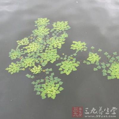 叶状茎扁平，倒卵形或椭圆形，直径3-6毫米，长6-9毫米