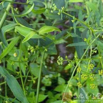 中医治疗抑郁症的偏方-三九养生堂养生百科