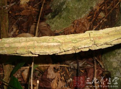 海风藤，中药名，为胡椒科植物风藤的干燥藤茎