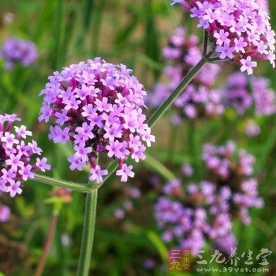 花期6～8月，果期7～11月