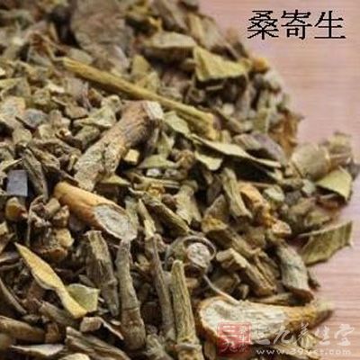 取桑寄生干品15克