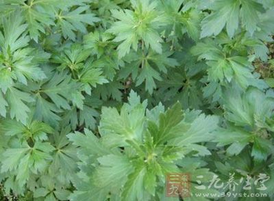 生草乌