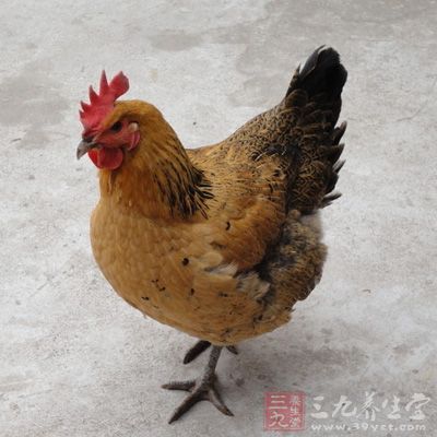 準(zhǔn)備母雞一只