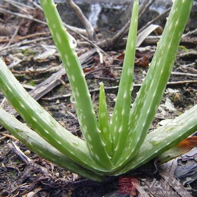 使用芦荟化妆水对皮肤进行护理，每天早、晚各一次，可以有效地阻止黑色素的生成，护肤效果明显