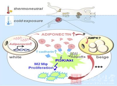 中国科学家发现脂肪燃烧新进展 - 三九养生堂