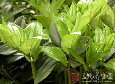 玉竹属于百合科，是多年生的草本植物