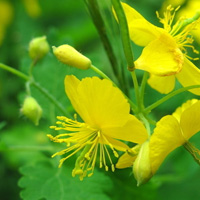 阴囊湿疹的治疗偏方