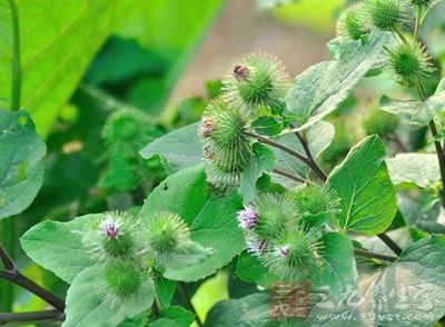 桑叶;热重或因于脓疮诱发者加银花,黄芩,黄柏,紫地丁,蒲公英,赤芍;湿