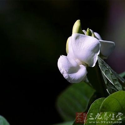 白扁豆花15克