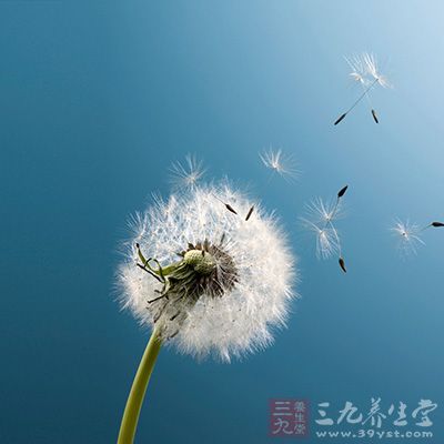 现代医学研究表明，蒲公英植物体中含特有的多种健康营养的活性成分，同时含有丰富微量元素