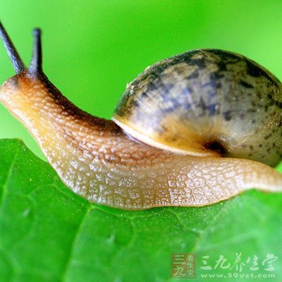 　蜗牛居然能吃，相信很多人听了都难以置信吧