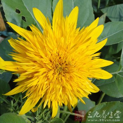 葵花瓣30克 葵花瓣30克