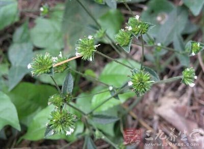治疗淋症的偏方-三九养生堂养生百科