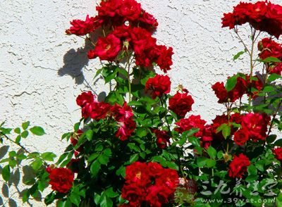 玫瑰，属于蔷薇目、蔷薇科的落叶灌木草本