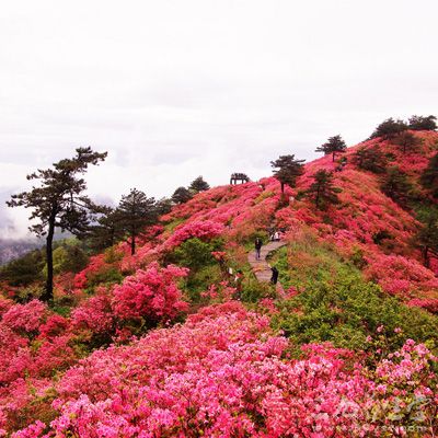 武漢櫻花節(jié)期間