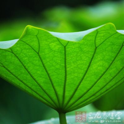 为水生草本植物莲的叶片，属清暑利湿类中药