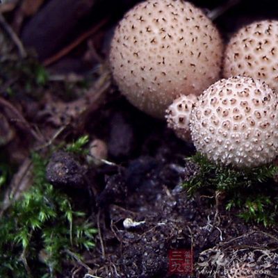 本品含紫颓马勃酸,马勃素,马勃素葡萄糖苷,尿素,麦角甾醇,亮氨酸,酪
