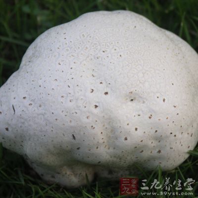 灰包科脫皮馬勃屬植物大口靜灰球，子實(shí)體陀螺形至近球形