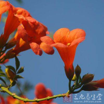 凌霄花多皱缩卷曲或折叠，完整的花长约6～7厘米