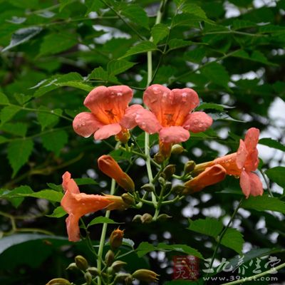 鉴别应用，凌霄花与川芎