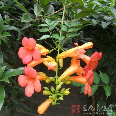 凌霄花根(去皮，洗，焙)3两