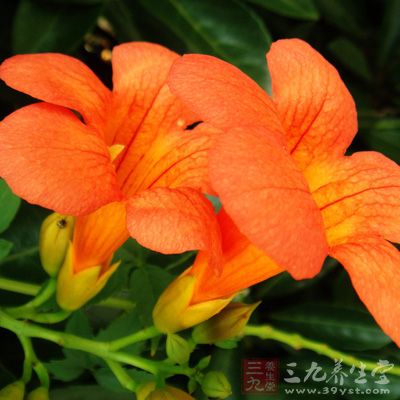 材料：凌霄花7.5克