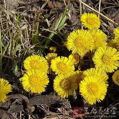 款冬花1两