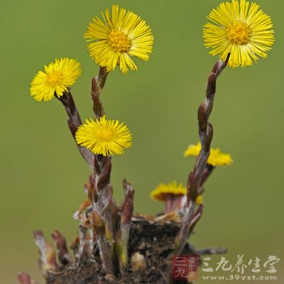 款冬多年生草本植物，高10到25厘米左右