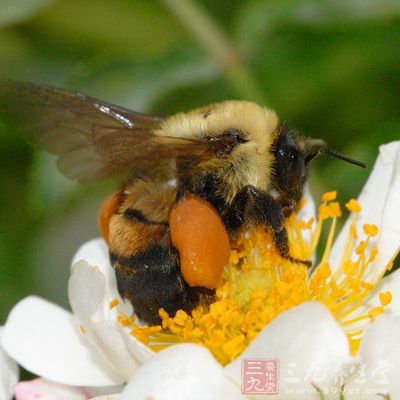 減少接觸過敏花粉可幫助阻止發(fā)病