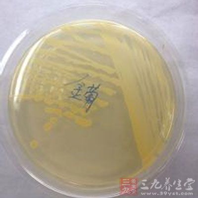 金黄色葡萄球菌(staphylococcus aureus 是人类的一种重要病原菌