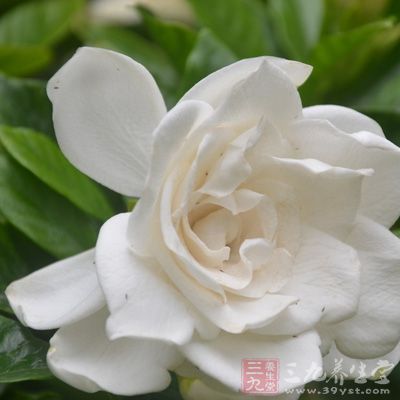 治疗霍乱转筋的偏方-三九养生堂养生百科