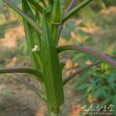 秋葵是一個營養(yǎng)價值高的食物