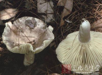 吃野生蘑菇有风险 叶县一家四口中毒送医