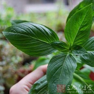 需要荆芥1两