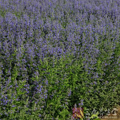 材料：适量的荆芥