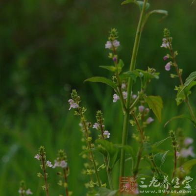 荆芥的功效与作用 荆芥可以治疗哪些疾病 (2)