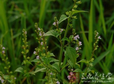 荆芥是唇形科、荆芥属多年生草本植物