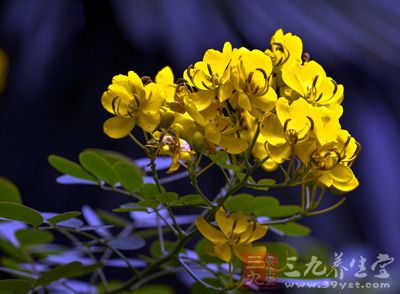 黄连黄蘖