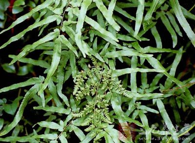 海金沙属于多年生攀援草本植物