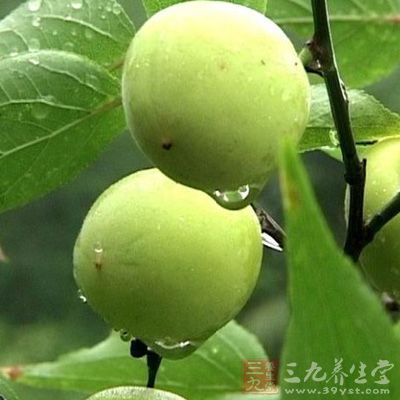 尚未熟透的青梅若干 尚未熟透的青梅若干