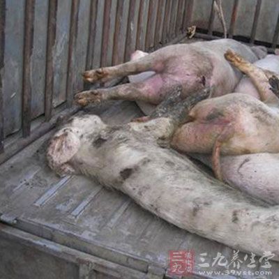 正在从化某猪场附近做锯木工的他发现经常有人到猪场收购病死猪,就向