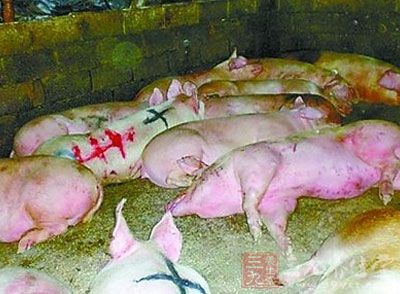 百吨病死猪肉销往广州佛山东莞