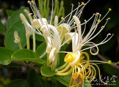 治疗急性阑尾炎中药方剂